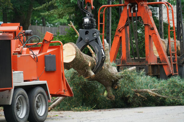  Tukwila, WA Tree Service Pros